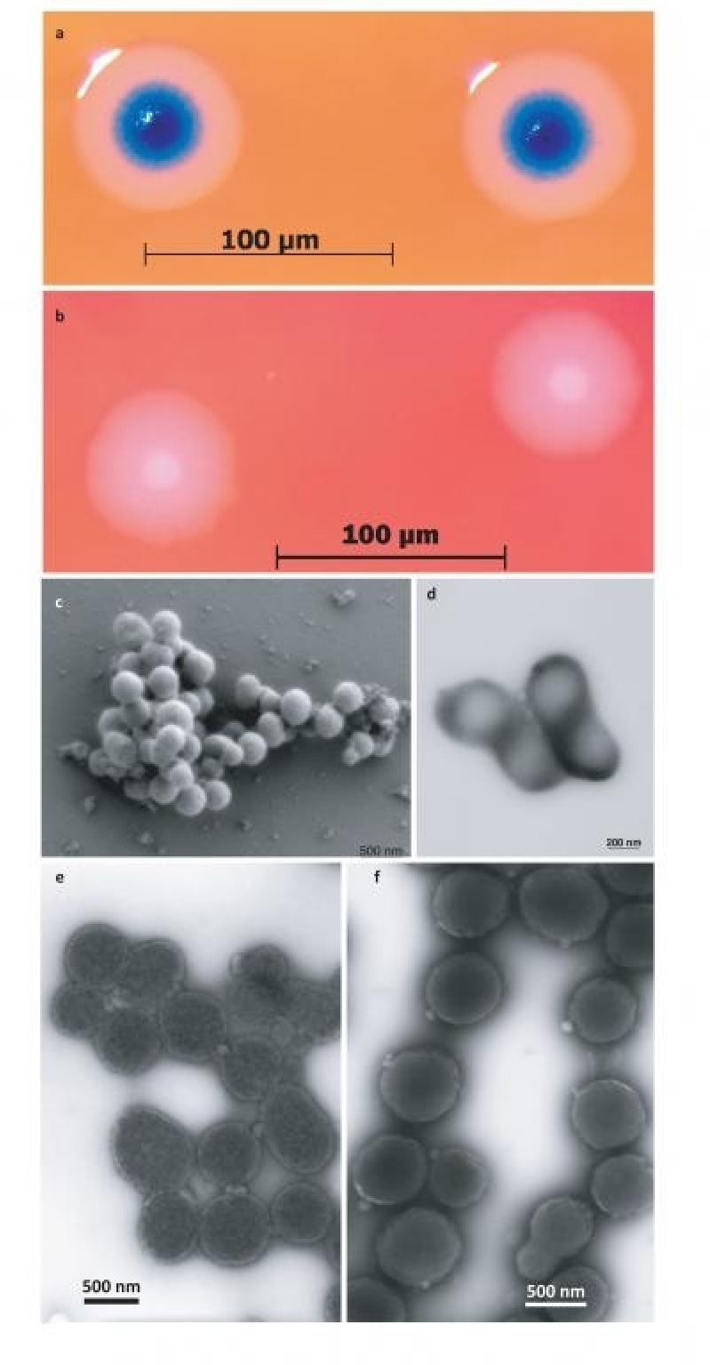 bacterial-cell-with-a-synthetic-genome.jpg