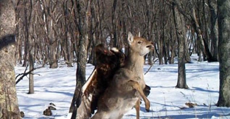 Eagle Attacking Deer