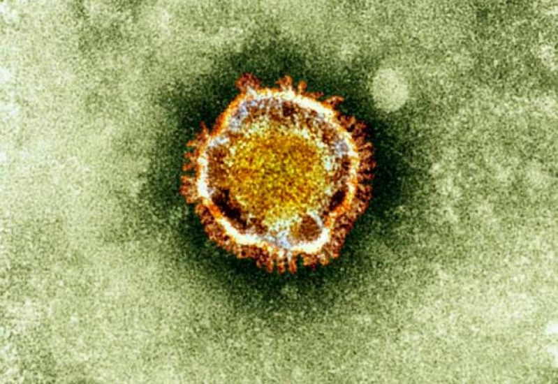 The MERS virus