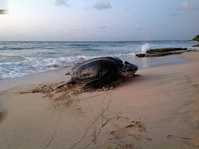 Giant Leatherback Sea Turtle Crashes Wedding