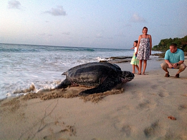 Giant Leatherback Sea Turtle Crashes Wedding