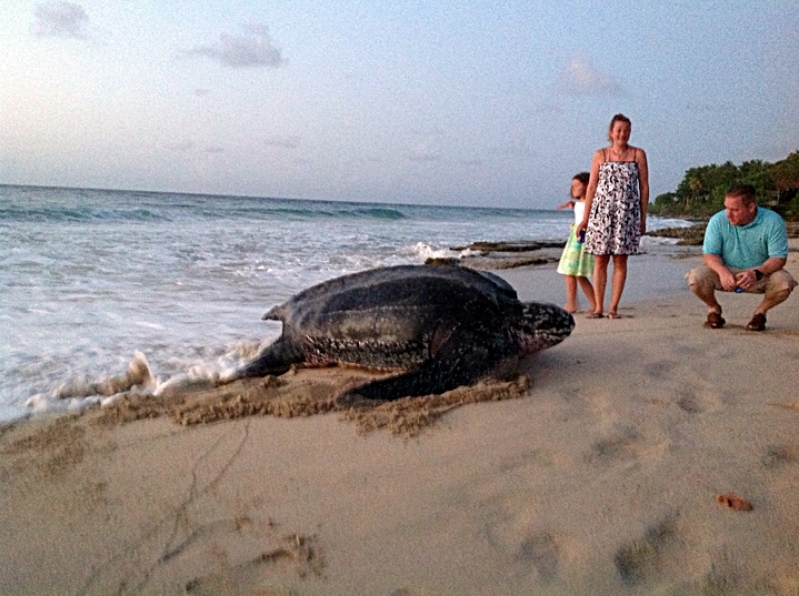 Giant Leatherback Sea Turtle Crashes Wedding