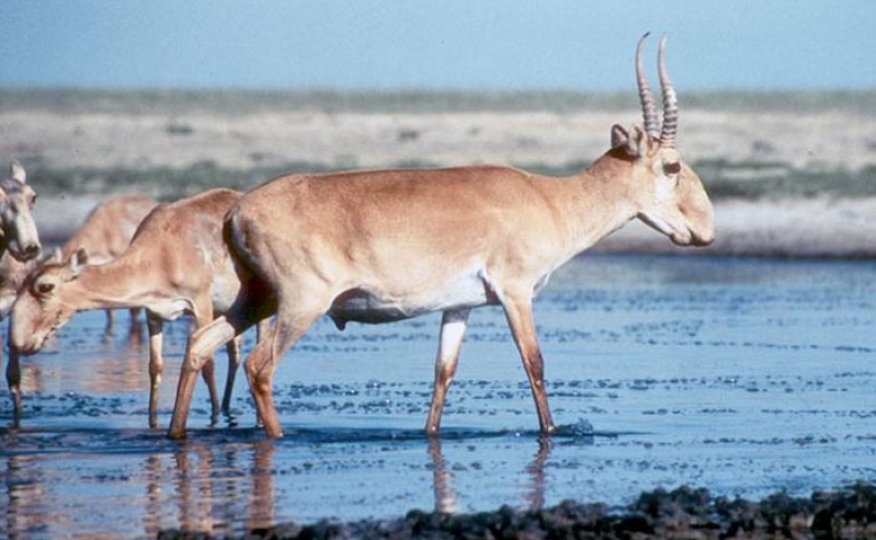 Saiga 