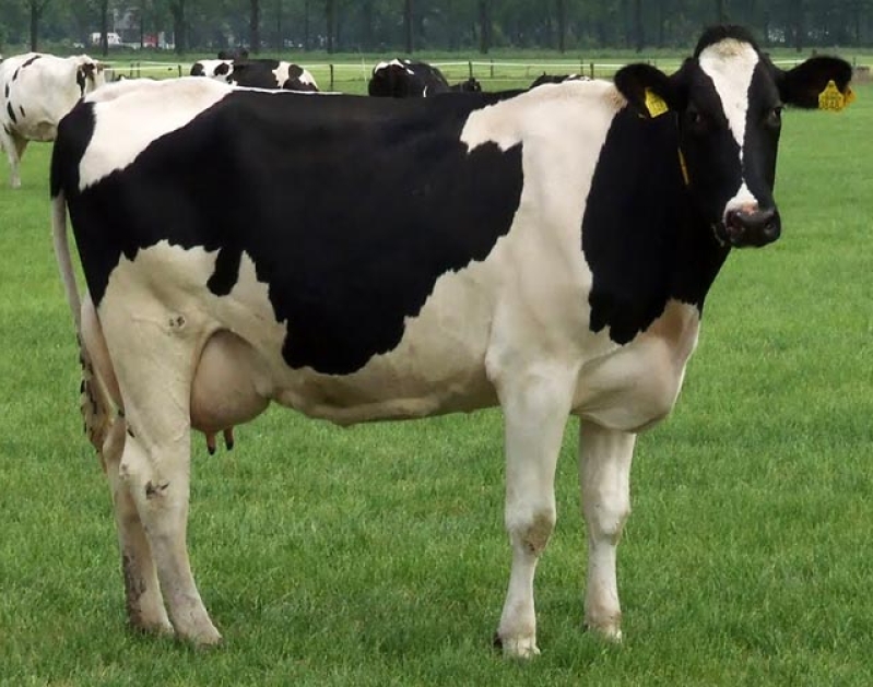 Cow