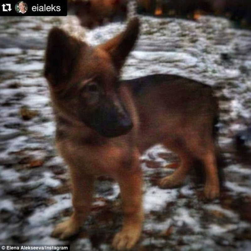 Diesel French Police Dog