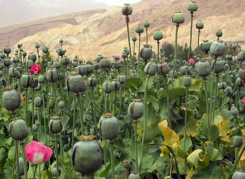 Opium Field