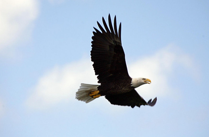 Bald Eagle