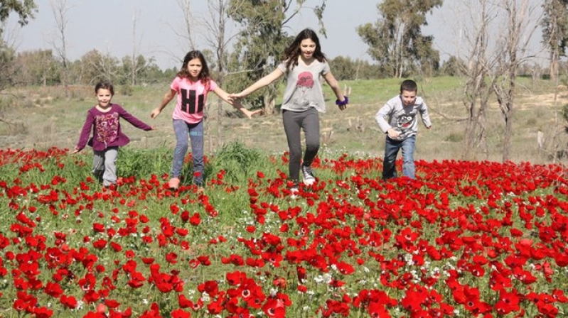 Negev Desert Red South Anemone Festival