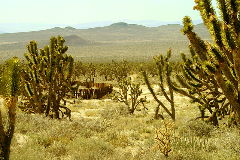 Mojave Trails