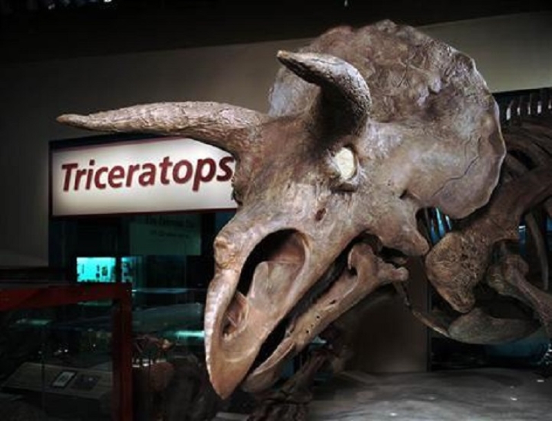 Triceratops Skull