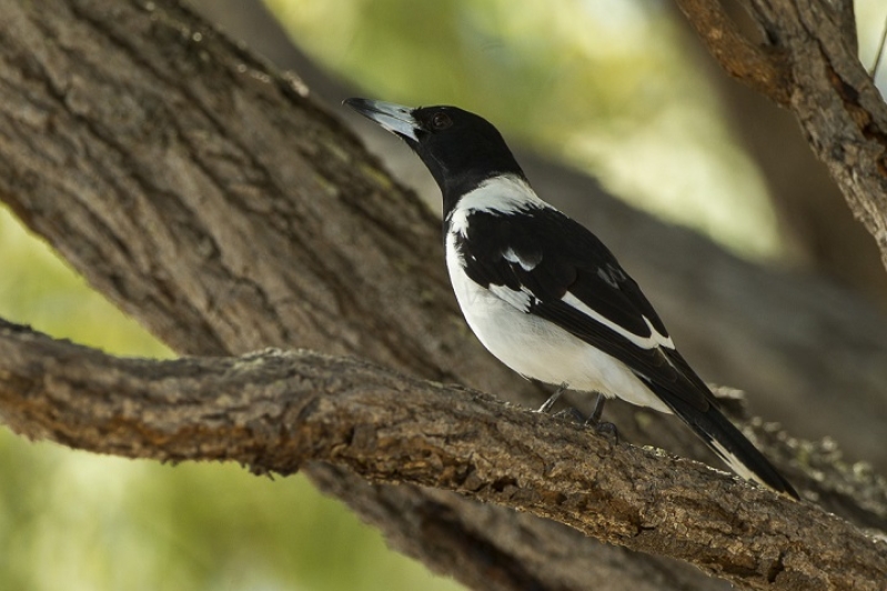 Australian Pied Butcherbird