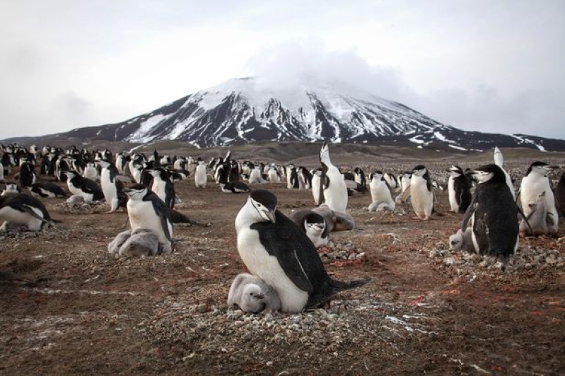 A scene on Planet Earth, BBC's flagship nature documentary. 