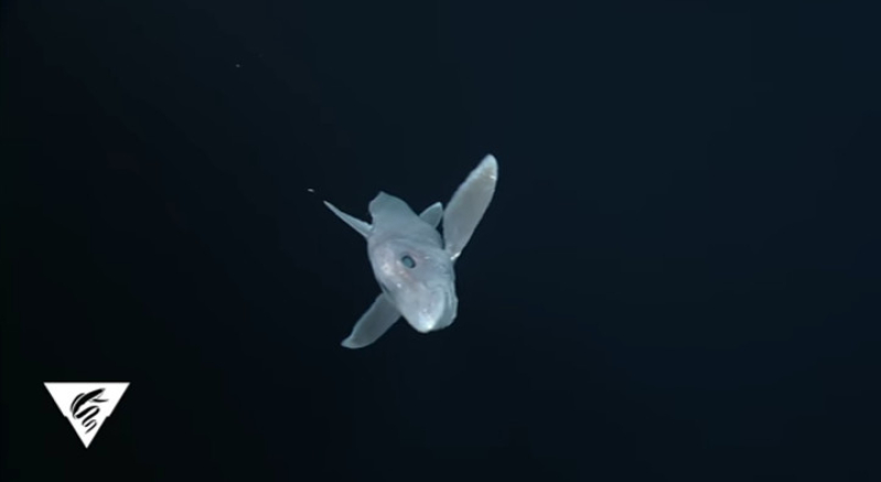 Ghost shark