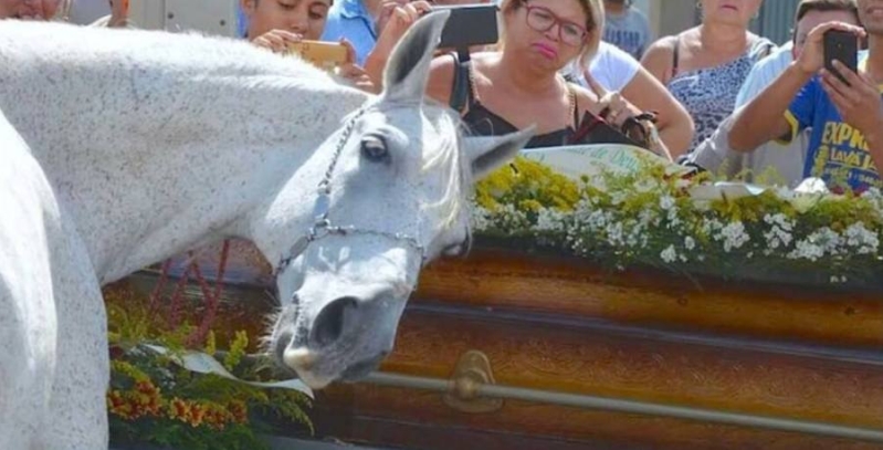 Brazil Grieving Horse