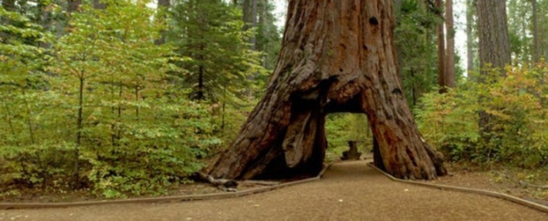 Pioneer Cabin Tree