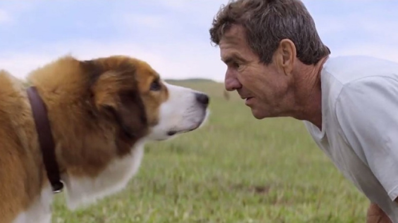 A Dog's Purpose