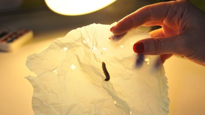 These caterpillars could be the answer to our plastic pollution problem