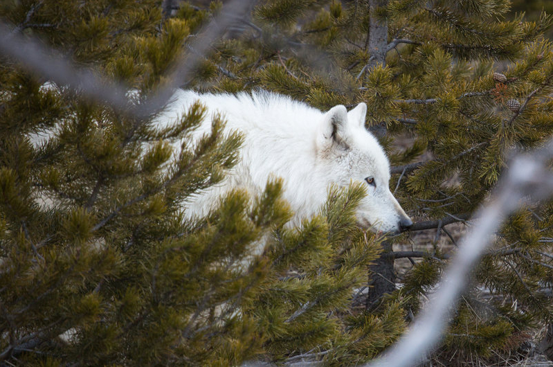 Yellowstone's rare white wolf dead