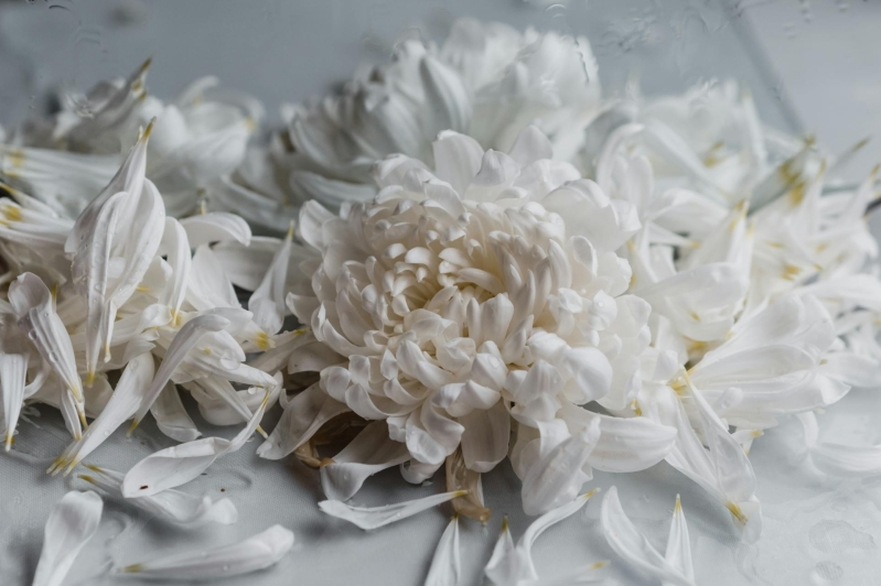 white chrysanthemum