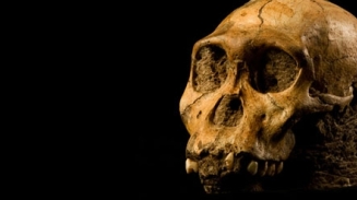 Scientists, Creationists Agree: 'Sediba' is No 'Missing Link'