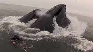 Watch Whales Almost Swallow Two Divers Whole (VIDEO)