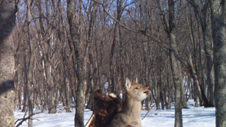 Golden Eagle Attacks Deer Photos May be First 'Documentation' Ever 