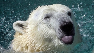 Polar Vortex 2014: Not Even Chicago Polar Bears Can Stand Bone-Chilling Arctic Blast