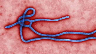 WHO, CDC Say Ebola Outbreak Just Getting Started- 20k More Cases Expected