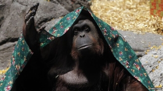 Sarah the Orangutan Granted Basic Human 'Legal' Rights by Argentina Court, Can be Freed