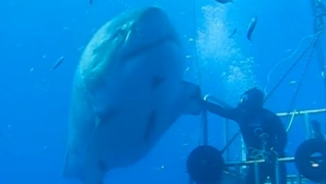 'Deep Blue,' The Biggest Shark Ever Caught on Film, Is a Giant 20-Foot Long Female Great White Shark