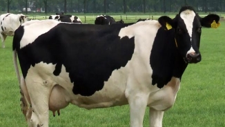 UK Finds Isolated Case of Anthrax In A Cow in Southwest England