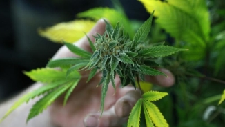 Ohio Voters Weigh Legalizing Recreational Marijuana Use