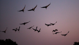 California Drought Shrinks Winter Digs for Migratory Birds