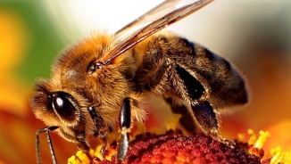 Caffeine Exposure Leaves Bees Buzzing, New Research Finds