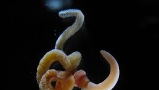 Scientists Found a Huge Genomic Relationship between Worms and Humans