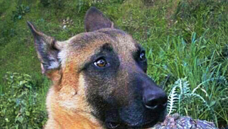 Russia Donates Police Puppy to France in Sign of Solidarity For Murdered Canine Hero Diesel, #JeSuisChien Trends in Support