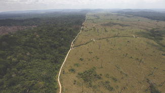 More Than Half of Amazon's Trees Are Heading To Extinction; Production of Brazil Nuts And Mahogany Threatened