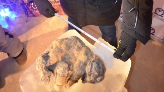 Russian Scientists Unearth Perfectly Preserved Cave Lion Cubs that Became Extinct 12,000 Years Ago