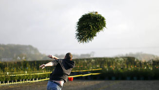 Why You Should Recycle Your Christmas Trees; Recycling and Disposal Options