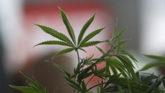 In Controversial Move, New York Opens its First Medical Marijuana Clinics