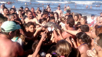 Baby Dolphin Dies on Argentinian Beach Due To Copious Amounts of Selfies