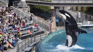 SeaWorld Confesses Employees Went Undercover To Spy On Activists 