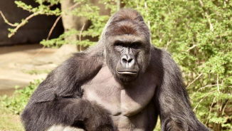 Killing of Gorilla 'Harambe' to Save Boy at Ohio Zoo Sparks Outrage