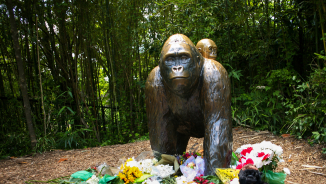 NFL Star Benjamin Watson, Pastor Perry Noble Say Zoo Made 'Right Decision' in Killing Gorilla Harambe 