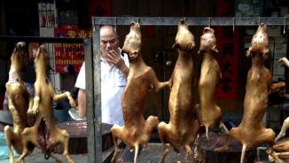 China’s Dog Meat Festival: Man Rescues 1,000 Canines from Gruesome Event  