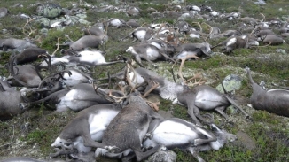 Freak Lightning Storm Kills 323 Reindeer in Norway