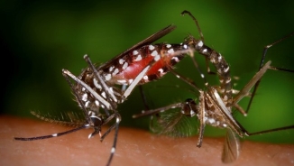 Zika Virus And Dengue Fever Cases Update In Miami, Travel Alert