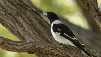 Birds’ Complex Musical Abilities Defy Evolution, Scientists Say