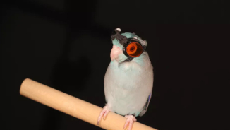 Bird Wears Goggles Before Flying Through Laser In The Name Of Science