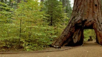 Sequoia Historic 'Tunnel Tree' With Drive-Thru Trunk Falls During Severe California Winter